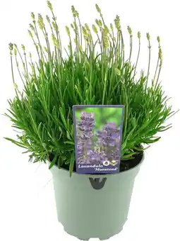 Intratuin Lavendel (Lavandula angustifolia 'Munstead') D 17 H 30 cm aanbieding