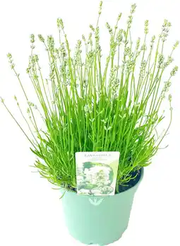Intratuin Lavendel (Lavandula angustifolia 'Hidcote White') D 17 H 25 cm aanbieding