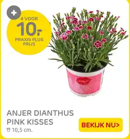 Praxis Anjer dianthus pink kisses aanbieding