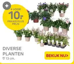 Praxis Diverse planten aanbieding