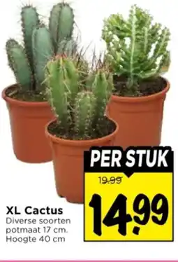 Vomar Voordeelmarkt XL Cactus aanbieding