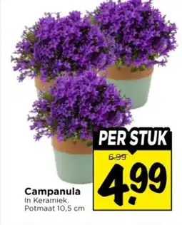 Vomar Voordeelmarkt Campanula In Keramiek. aanbieding