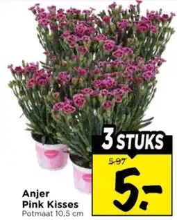 Vomar Voordeelmarkt Anjer Pink Kisses aanbieding
