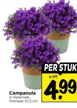 Vomar Voordeelmarkt Campanula aanbieding