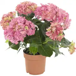 Albert Heijn AH Hortensia mix aanbieding
