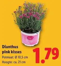 Lidl Dianthus Pink Kisses aanbieding