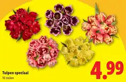 Lidl Tulpen speciaal aanbieding