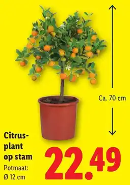 Lidl Citrusplant op Stam aanbieding