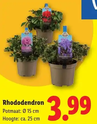 Rhododendron aanbieding bij Lidl