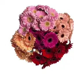 Albert Heijn AH Germini mini aanbieding