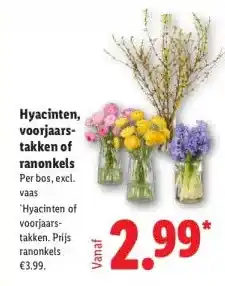 Lidl Hyacinten, voorjaars- takken of ranonkels aanbieding