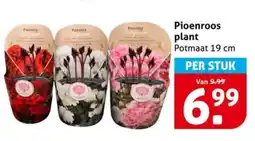 Hoogvliet Pioenroos plant aanbieding