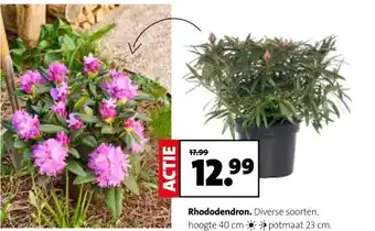 Intratuin Rhododendron aanbieding