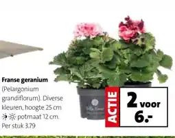 Intratuin Franse geranium aanbieding