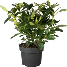 Intratuin Rhododendron (Rhododendron 'Cunningham's White') D 23 H 40 cm aanbieding