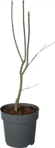 Intratuin Japanse Esdoorn (Acer palmatum 'Bloodgood') D 19 H 40 cm aanbieding