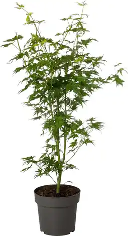 Intratuin Japanse Esdoorn (Acer palmatum 'Going Green') D 19 H 45 cm aanbieding