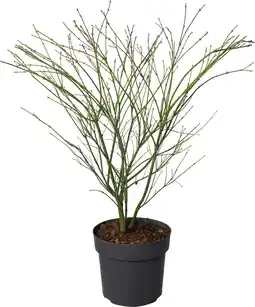 Intratuin Japanse esdoorn (Acer palmatum 'Little Princess') D 19 H 45 cm aanbieding