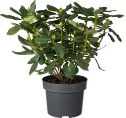 Intratuin Rhododendron (Rhododendron 'Nova Zembla') D 23 H 40 cm aanbieding
