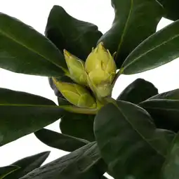 Intratuin Rhododendron (Rhododendron 'Nova Zembla') D 23 H 40 cm aanbieding