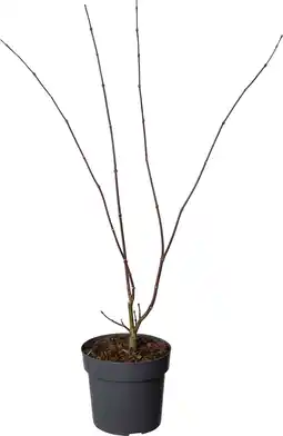 Intratuin Japanse esdoorn (Acer palmatum 'Osakazuki') D 19 H 40 cm aanbieding