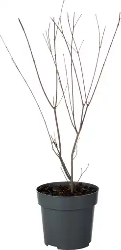 Intratuin Japanse Esdoorn (Acer palmatum 'Redwine') D 19 H 45 cm aanbieding