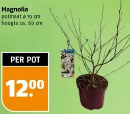 Poiesz Magnolia aanbieding