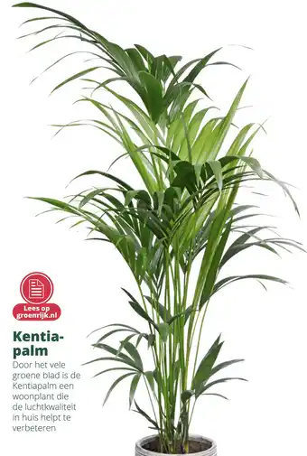 GroenRijk Kentia- palm aanbieding