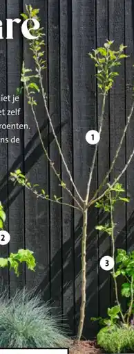 Intratuin Appelboom Elstar aanbieding