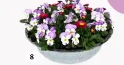 Intratuin Arrangement viooltjes aanbieding
