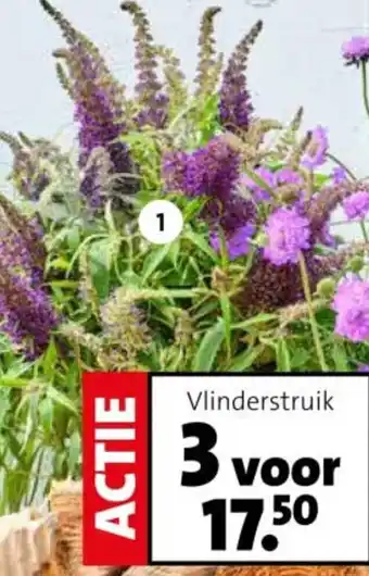 Intratuin Vlinderstruik aanbieding