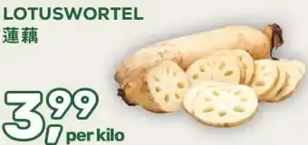 Amazing Oriëntal Lotuswortel aanbieding