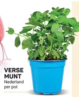 Ekoplaza Verse munt aanbieding