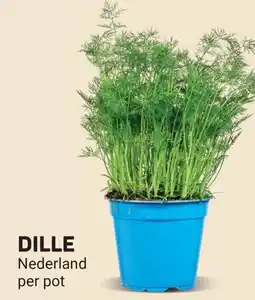 Ekoplaza Dille aanbieding