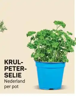 Ekoplaza Krul peterselie aanbieding