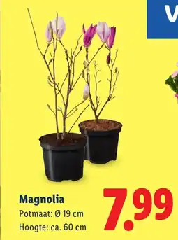 Lidl Magnolia aanbieding