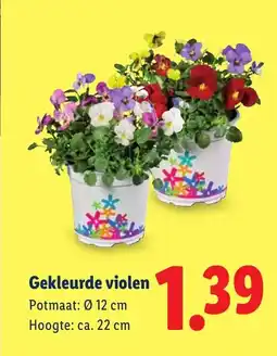 Lidl Gekleurde violen aanbieding