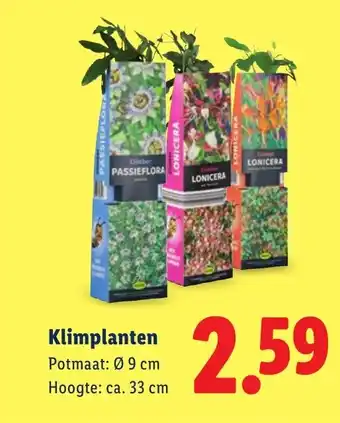 Lidl Klimplanten aanbieding