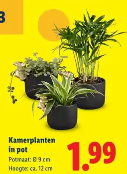 Lidl Kamerplanten in pot aanbieding
