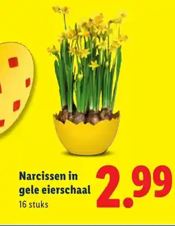 Lidl Narcissen in gele eierschaal aanbieding