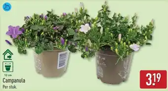 ALDI Campanula aanbieding