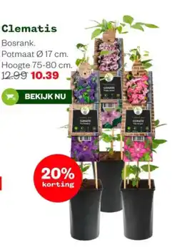 Welkoop Clematis aanbieding