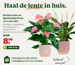 Welkoop Anthurium en spathiphyllum in luna pot aanbieding