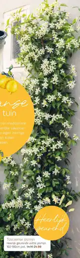 Coppelmans Toscaanse Jasmijn aanbieding