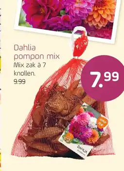 Coppelmans Dahlia pompon mix aanbieding
