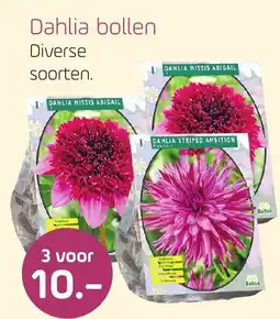 Coppelmans Dahlia bollen aanbieding