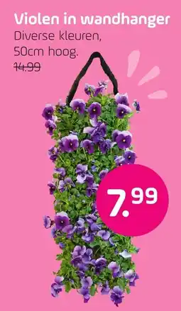 Coppelmans Violen in wandhanger aanbieding