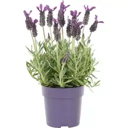 Albert Heijn AH Lavendel p10,5 aanbieding