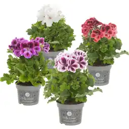 Albert Heijn AH Franse geranium aanbieding