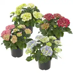 Albert Heijn AH Terrashortensia aanbieding